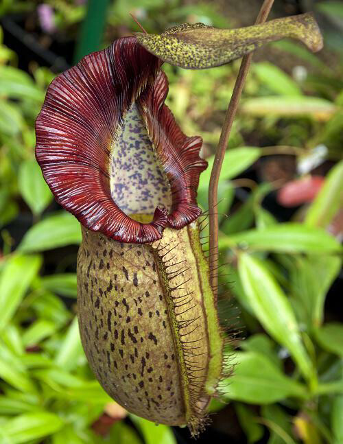 Nepenthes spathulata x spectabilis BE-3314 (Small)