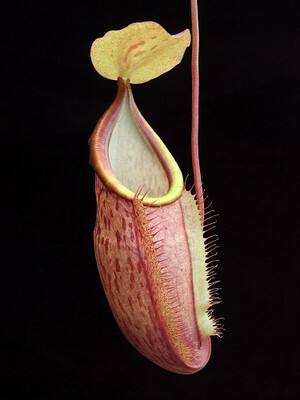 Nepenthes spathulata x glabrata BE-3790