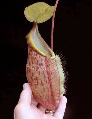 Nepenthes spathulata x glabrata BE-3790