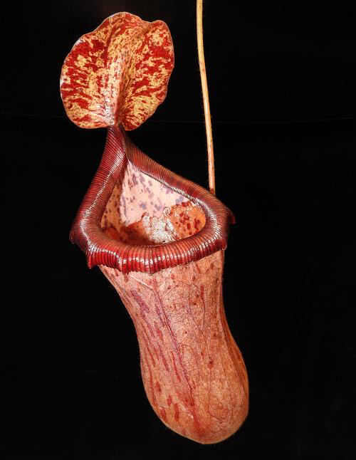 Nepenthes ventricosa x glandulifera BE-3401