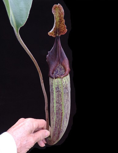 Nepenthes robcantleyi x fusca BE-3893