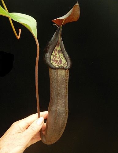 Nepenthes ramispina x robcantleyi BE-3939 -Wow!
