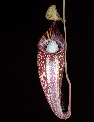 Nepenthes talangensis x spectabilis (Ugly Duckling) BE-4063