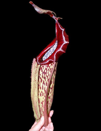 Nepenthes maxima x Boschiana BE-4062