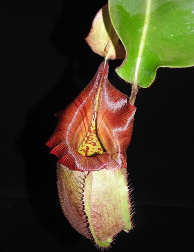 Nepenthes robcantleyi x veitchii BE-3933 - Specimen Size