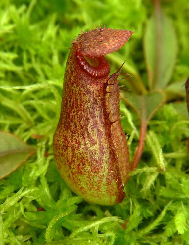 Nepenthes rajah x klossii BE-4071