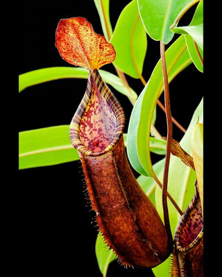 Nepenthes lowii X tentaculata BE-3970 (Large)