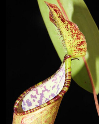 Nepenthes lowii X tentaculata BE-3970 (Large)