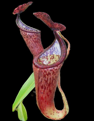 Nepenthes glandulifera BE-3766