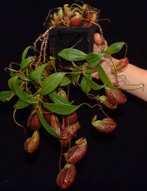 Nepenthes gymnamphora “Talakmau “ BE-3078 Stays Smaller! (Size Small) 