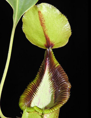 Nepenthes robcantleyi x hamata BE-3958