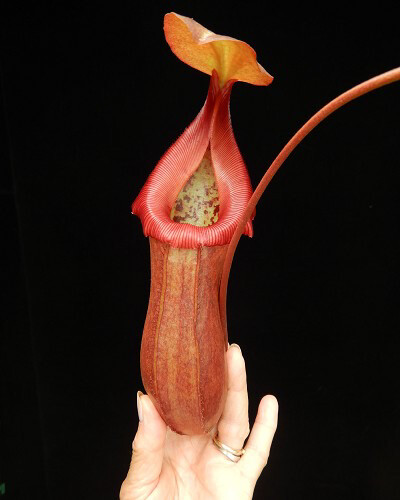 Nepenthes robcantleyi x ventricosa BE-4074