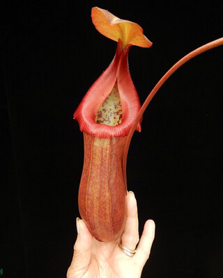 Nepenthes robcantleyi x ventricosa