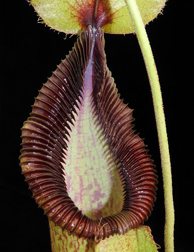 Nepenthes robcantleyi x hamata BE-3958