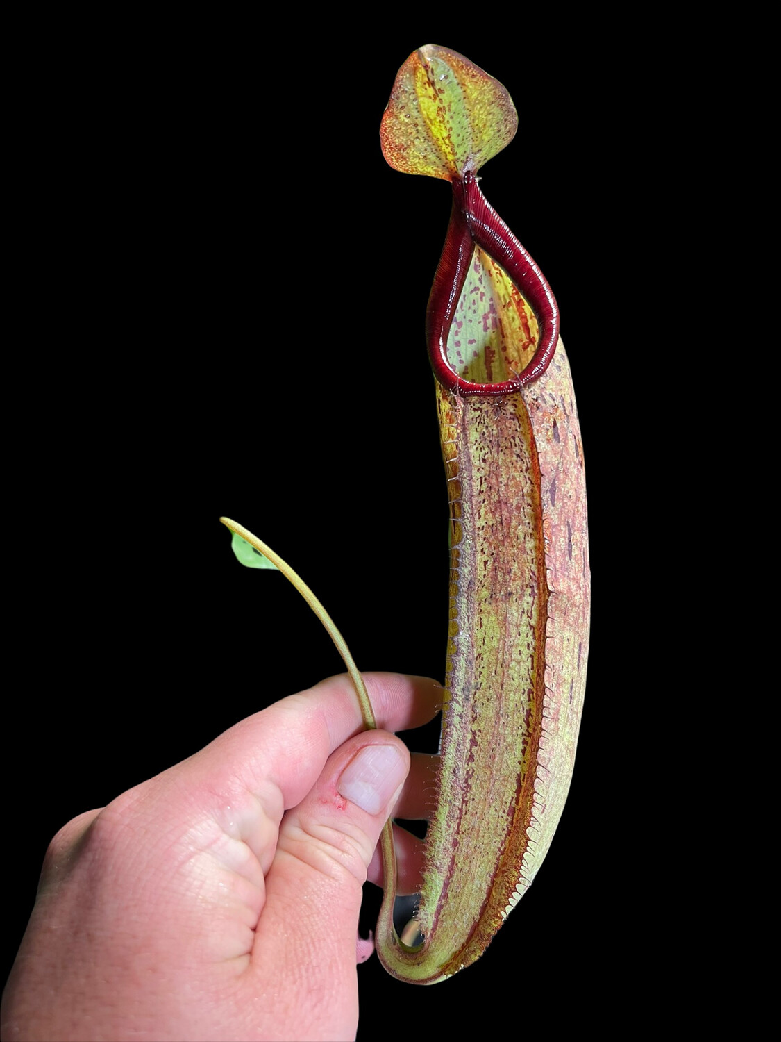 Nepenthes SP. #1 BE- 3172