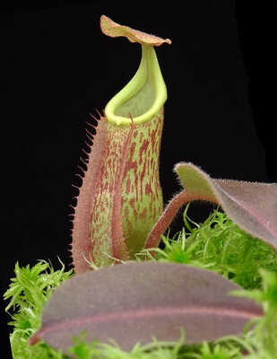 Nepenthes veitchii x maxima “wavy” BE-4061