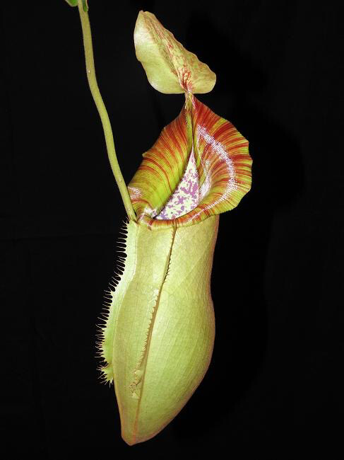 Nepenthes spathulata x veitchii BE-3648