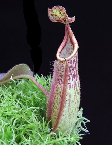 Nepenthes veitchii x maxima “wavy” BE-4061