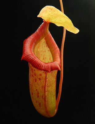 Nepenthes burkei x flava BE-4046 Nice!