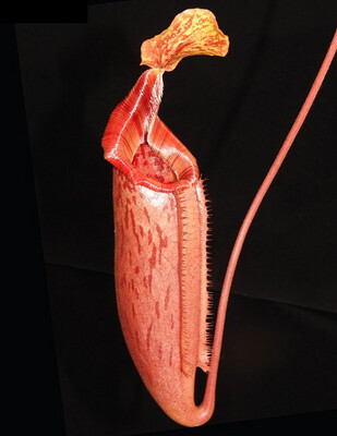 Nepenthes (veitchii X lowii) x mira BE-3910