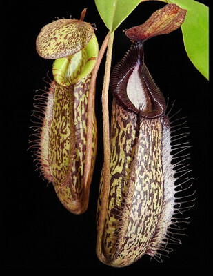 Nepenthes (spectabilis x aristolochioides) x hamata BE-4030