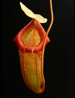 Nepenthes burkei x flava BE-4046 Nice!