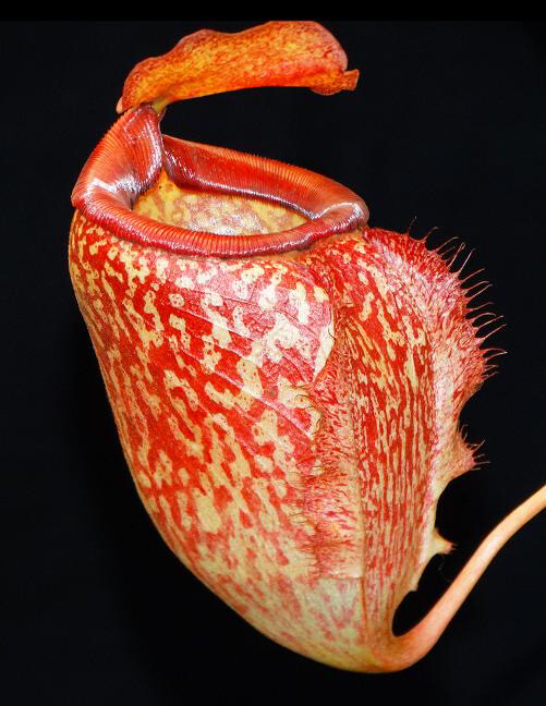 Nepenthes merrilliana x (maxima x talangensis) BE-3942