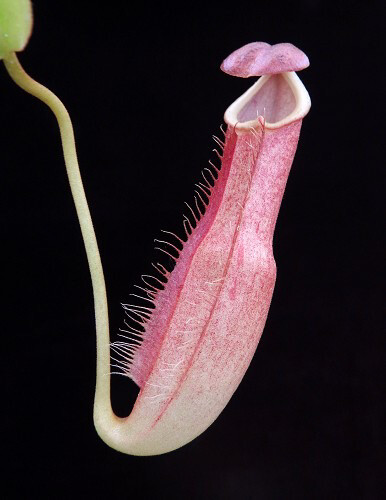 Nepenthes longfolia BE-3704