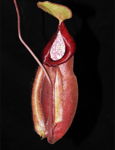 Nepenthes densiflora x mirabilis var. globosa BE-3656 (Shade lover!) (Medium/large)