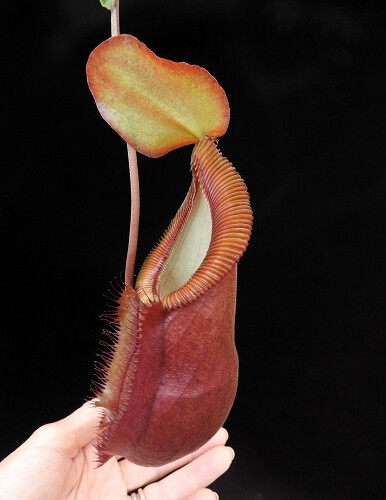 Nepenthes spathulata x diabolica BE-3983 (sm) Limited!