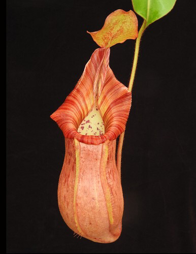 Nepenthes petiolata x veitchii BE-4047