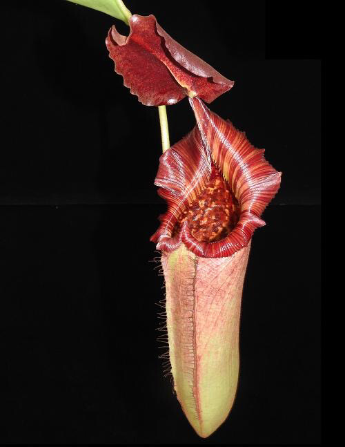 Nepenthes (veitchii X lowii) x robcantleyi BE-3841