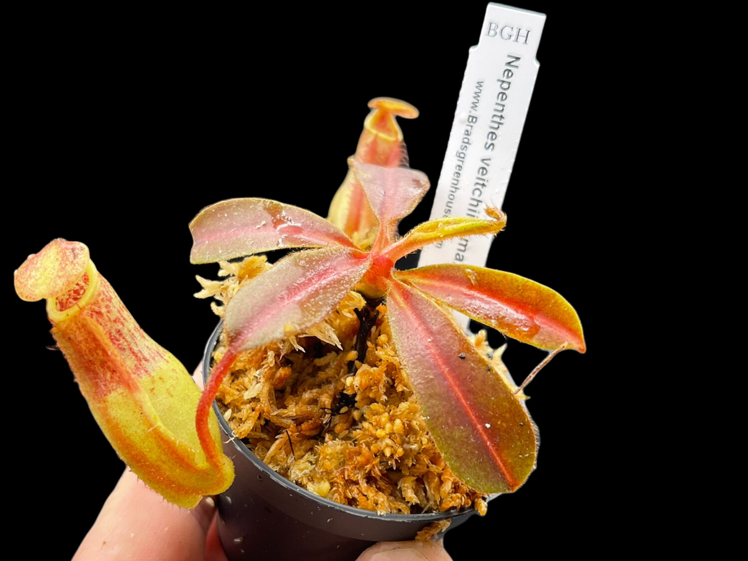 Nepenthes veitchii x maxima for sale Carnivorous plants