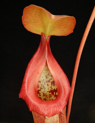 Nepenthes robcantleyi x ventricosa