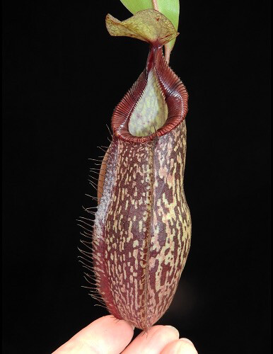 Nepenthes (spectabilis x aristolochioides) x hamata BE-4030