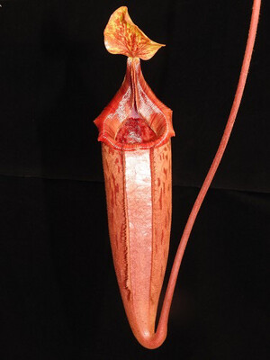 Nepenthes (veitchii X lowii) x mira BE-3910