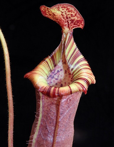 Nepenthes (veitchii x lowii) x (burbidgeae x edwardsiana) BE-3980