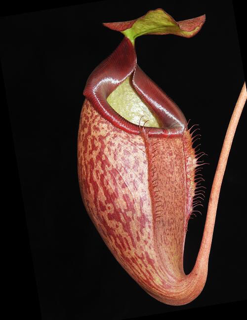 Nepenthes merrilliana x glabrata BE-3911