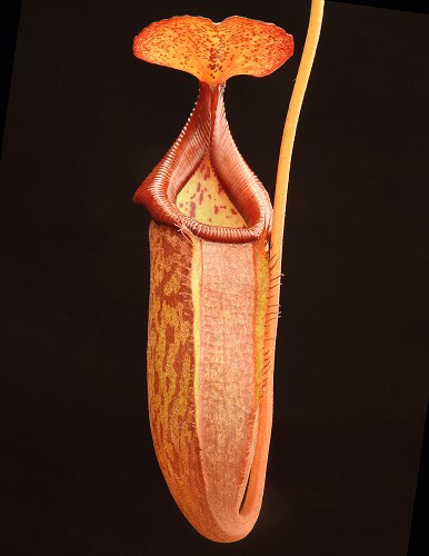 Nepenthes petiolata x flava BE-4035 (Small)