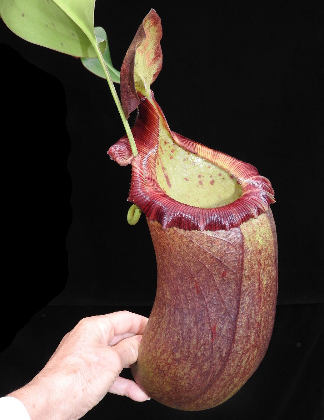 Nepenthes robcantleyi x (sibuyanensis x ventricosa) BE-3748 Nice Plants! 