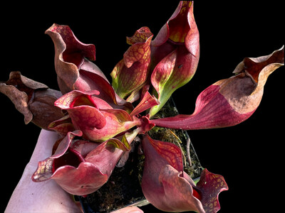 Sarracenia purpurea sub sp. purpurea - X-Large