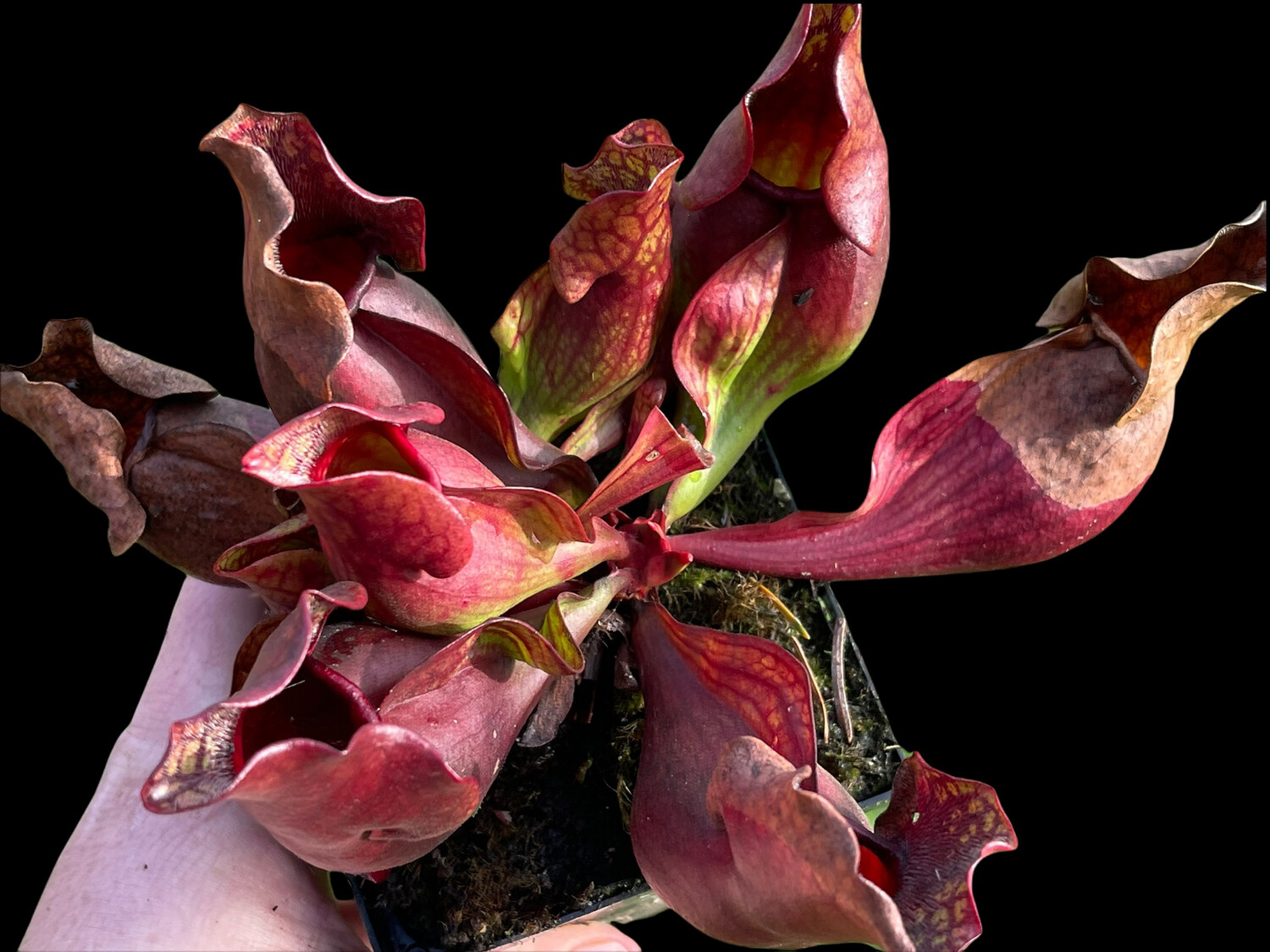 Sarracenia purpurea sub sp. purpurea - X-Large