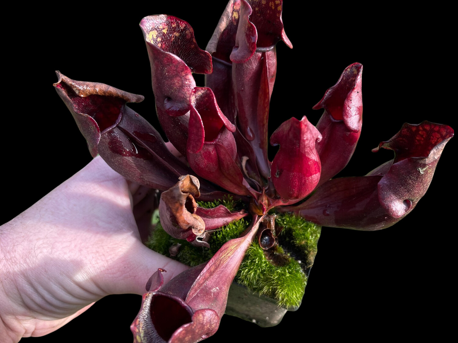 Sarracenia purpurea sub sp. purpurea - Large/Blooming Size