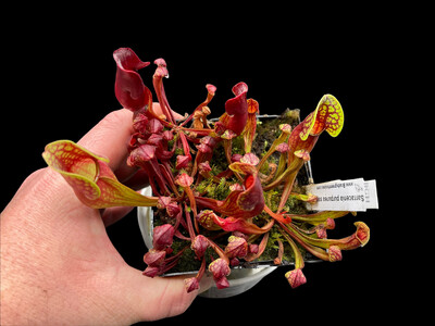 Sarracenia purpurea sub sp. purpurea (Small) 