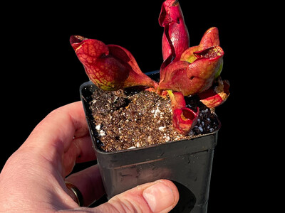 Sarracenia purpurea sub sp. purpurea “Holiday Purps” (Pair) 