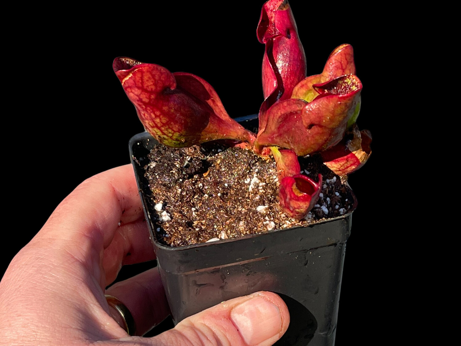 Sarracenia purpurea sub sp. purpurea “Holiday Purps” (Pair) 