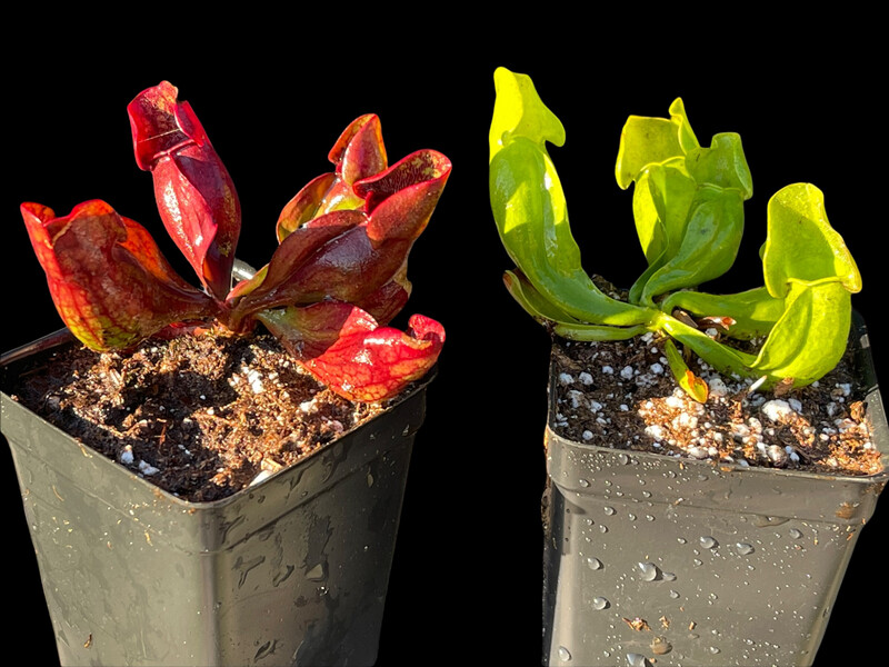 Sarracenia purpurea sub sp. purpurea “Holiday Purps” (Pair) 