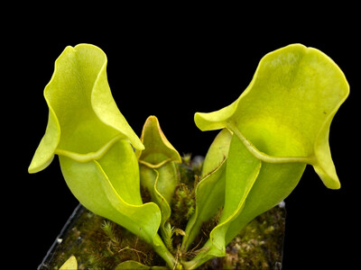 Sarracenia purpurea ssp. venosa var. burkii f. luteola Limited!