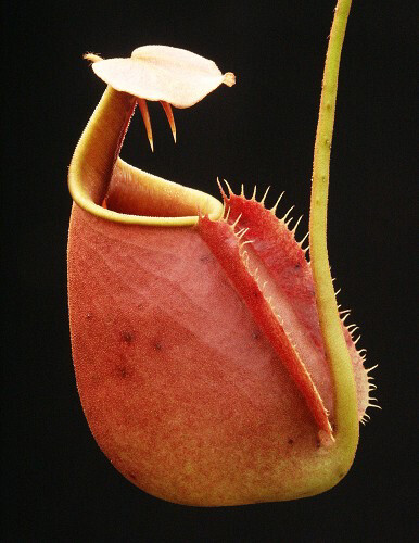 Nepenthes bicalcarata "Red Flush" BE-3031 Best Select Clone