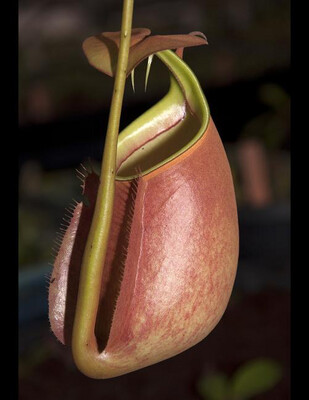 Nepenthes bicalcarata BE-3029 ‘Brunei Orange’
